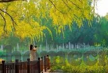麻豆传媒国产剧情-麻豆传媒国产剧情，文化传承与现代审美的并流探索